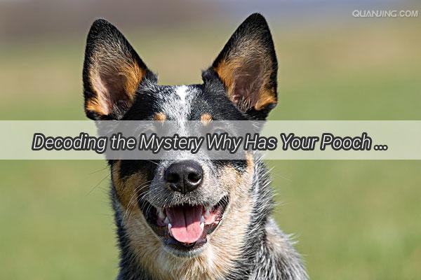 Decoding the Mystery Why Has Your Pooch Been Vomiting for Days